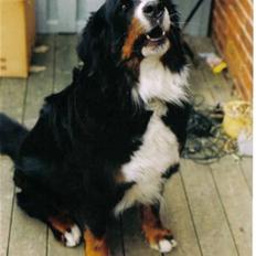 Berner sennenhund Ally aus dem Lauenb. Land