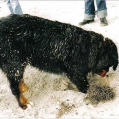 Berner sennenhund Ally aus dem Lauenb. Land