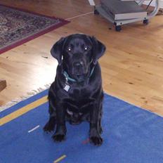 Labrador retriever Kato