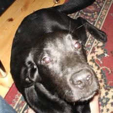 Labrador retriever Kato