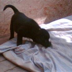 Labrador retriever Kato