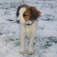 Kooikerhondje Molly