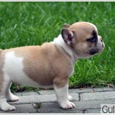 Fransk bulldog melvis
