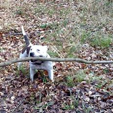 Staffordshire bull terrier Freja (Liza Kabri)