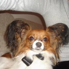 Papillon Mingus