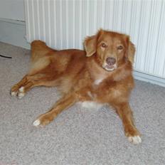 Nova scotia duck tolling retriever Kylador's Zee Dana