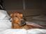 Dvaergpinscher Snoopy 