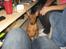 Dvaergpinscher Snoopy 