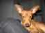 Dvaergpinscher Snoopy 
