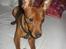 Dvaergpinscher Snoopy 