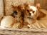 Chihuahua      *Ronaldo*