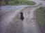 Flat coated retriever Freja - Sidder og kigger efter far