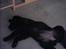 Flat coated retriever Freja