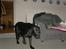 Labrador retriever santos