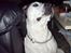 Blanding af racer Frida - I´m one tough cookie... c",)