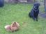 Labrador retriever Paw R.I.P