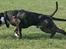 Blanding af racer Coco