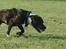 Blanding af racer Coco