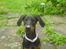 Dobermann Torontos Xenta *R.I.P.* - Mums.. lige spist, og stak af -til haven da mor ville tørre mig om munden og snuden :-) 
