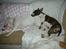 Blanding af racer Emma Dilemma R.I.P - Og vi sover!