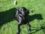 Labrador retriever Micky