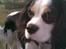 Cavalier king charles spaniel Tikka - Tikka <3 -- åååh det er så sødt det billede, hun har strithår <3 9 måneder.