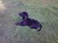 Labrador retriever Bella R.I.P :(
