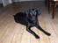 Labrador retriever Bella R.I.P :(