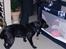 Labrador retriever Bella R.I.P :(