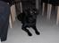 Labrador retriever Bella R.I.P :(
