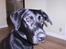 Labrador retriever Bella R.I.P :(