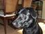Labrador retriever Bella R.I.P :(