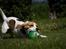 Beagle Mads / Fairytosh Mc. Cafferty - Bold ! :) - Fotograf: Jens Hald