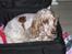 Cocker spaniel Mille - Mille. der liige synes det kunne været sjovt at ligge sig i kufferten.