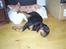 Rottweiler Shanti *R.I.P* - træt lille pige