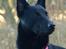 Australsk kelpie Gaia