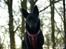 Australsk kelpie Gaia