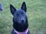 Australsk kelpie Gaia