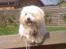 Coton de tulear Zimba =) - Jeg skal lige se hvad der er her ude=)