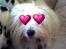 Coton de tulear Zimba =) - Wow hun er bar for lækker=)