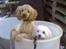 Coton de tulear Zimba =) - Pluto og Zimba hehe