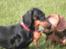 Gravhund W. Dolce di frutta - Her er dolce og Mulle <3