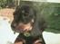 Gravhund W. Dolce di frutta - Dolce ca.8½ uge