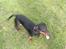Gravhund W. Dolce di frutta