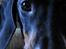 Gravhund W. Dolce di frutta - smukke dyr <3