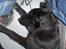 Blanding af racer Lucki *R.I.P* - Lille potten sover