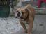 Engelsk bulldog Rynke