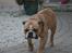 Engelsk bulldog Rynke