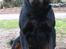 Rottweiler Jack 