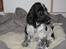 Cocker spaniel Moetly R.I.P